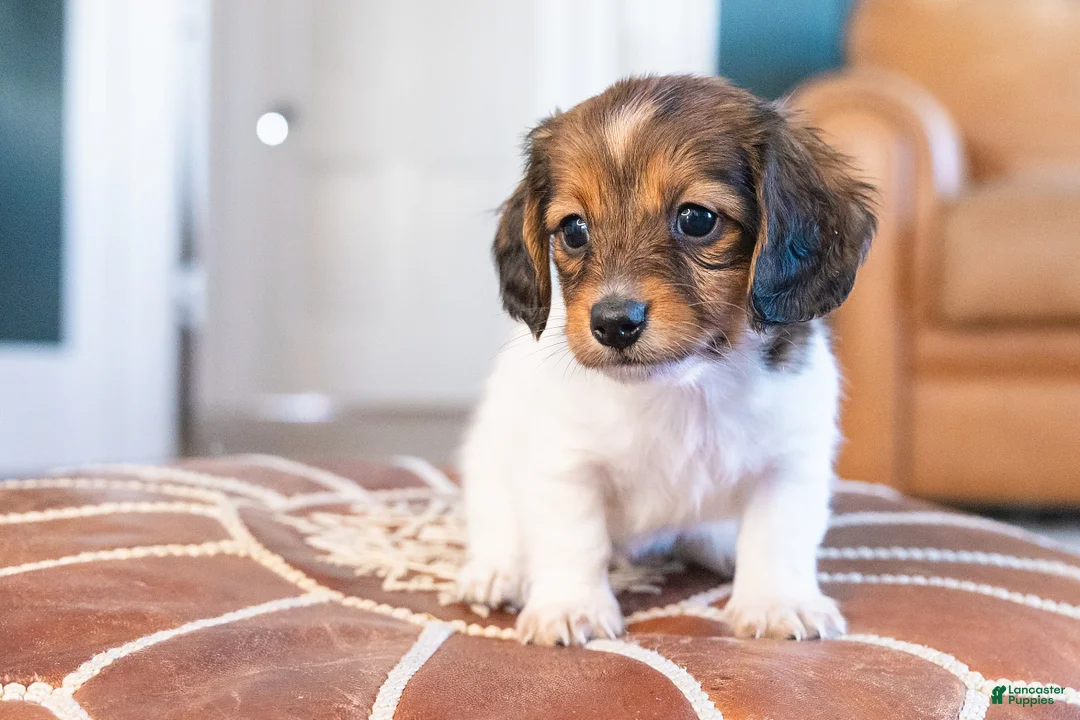 Miniature Dachshund dogs for sale: Schnitzelina von Dramapaws - Ad 4