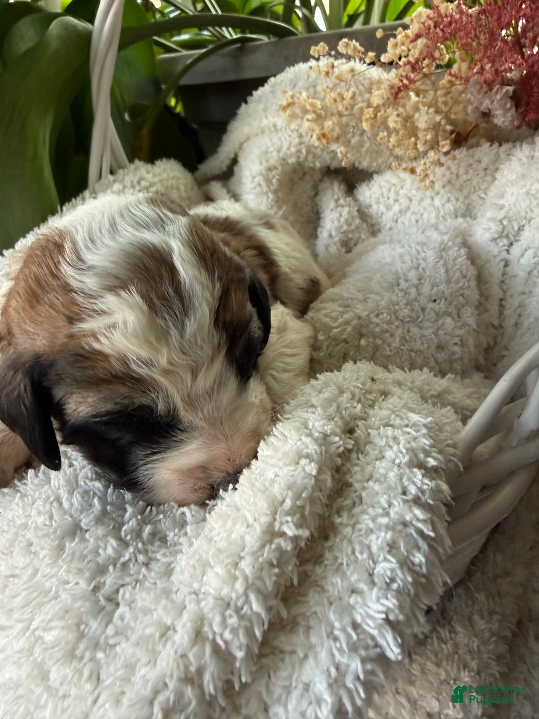 Mixed Breed dogs for sale: Sandy - Ad 2