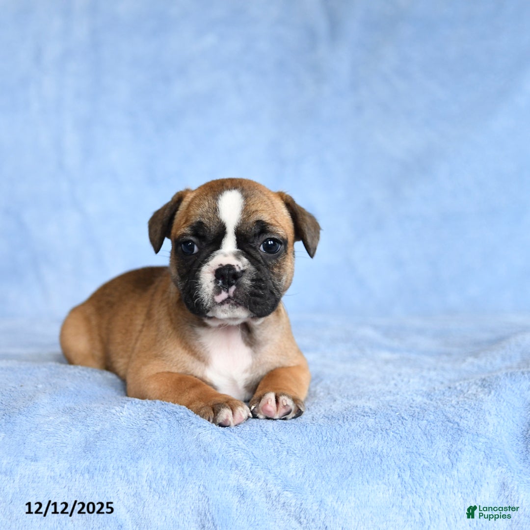 French Bulldog dogs for sale: Yancy - Ad 3