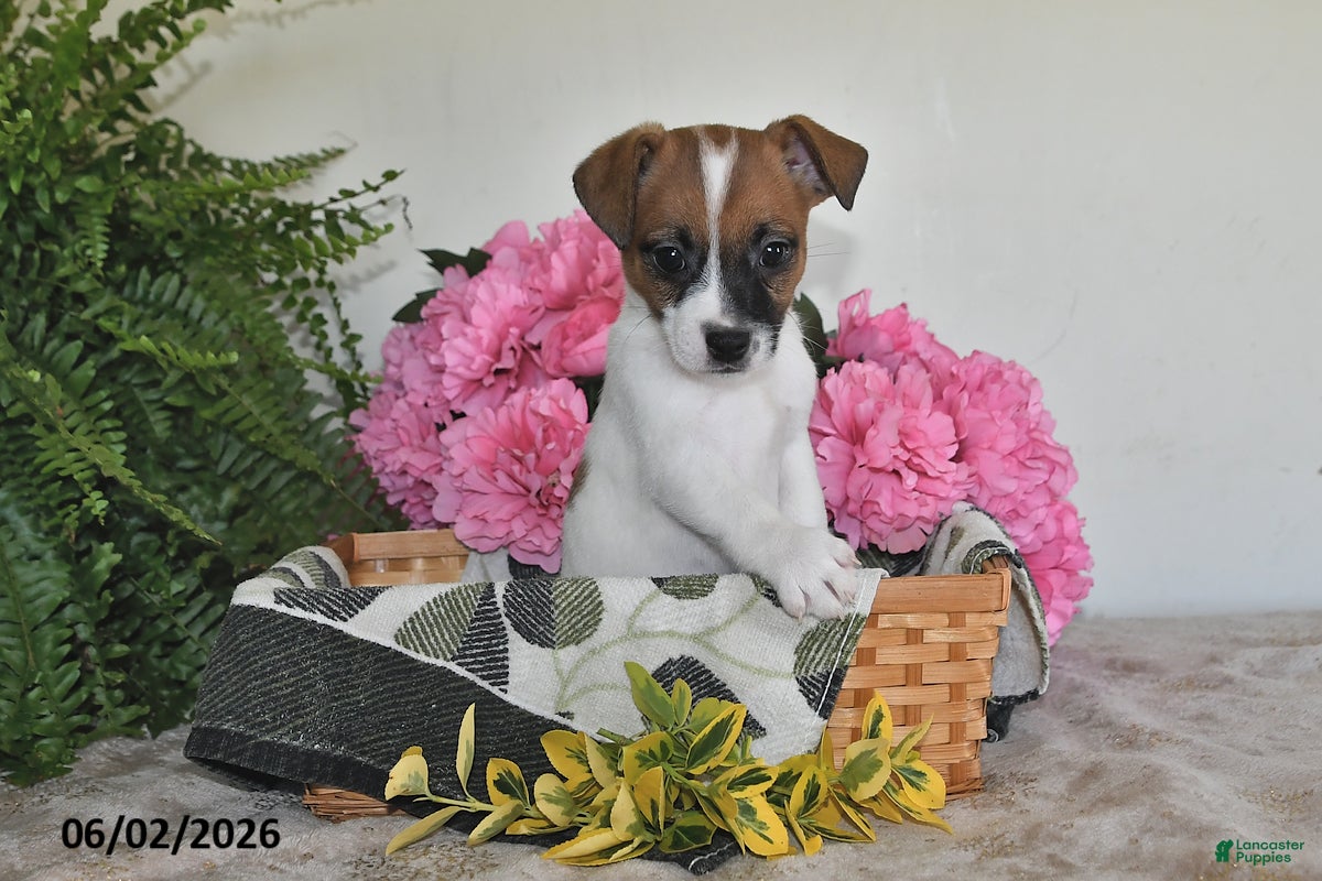 Jack Russell Terrier dogs for sale: Bingo - Ad 2