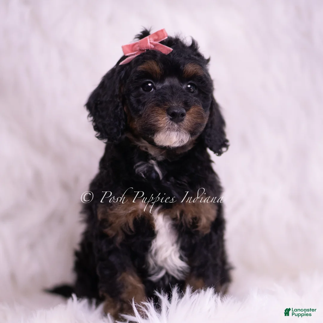 Toy Poodle dogs for sale: Sprinkles - Ad 1