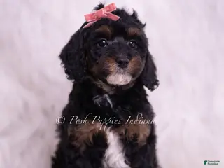 Toy Poodle dogs Sprinkles - Ad 38