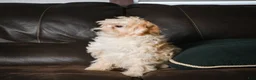 Maltipoo dogs for sale: Lilly - Ad 2