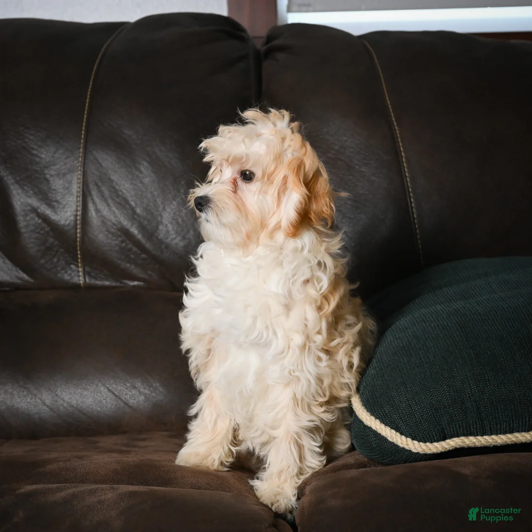 Maltipoo dogs for sale: Lilly - Ad 2