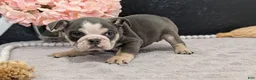 English Bulldog dogs for sale: Zoey - Ad 6