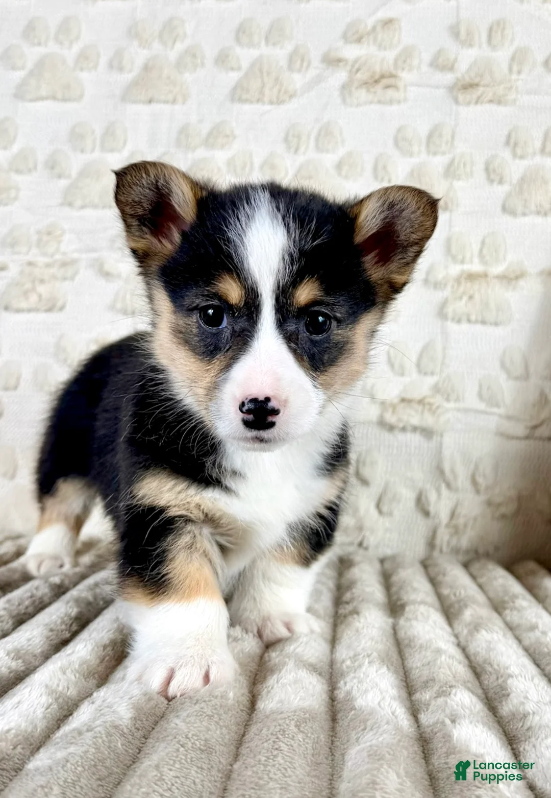 Welsh Corgi Pembroke dogs for sale: CKC Brinley - Ad 1