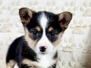 Welsh Corgi Pembroke dogs CKC Brinley - Ad 40