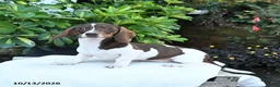 Miniature Dachshund dogs for sale: Bonnie - Ad 5