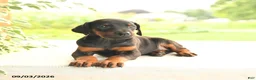 Doberman Pinscher dogs for sale: Autumn - Ad 4