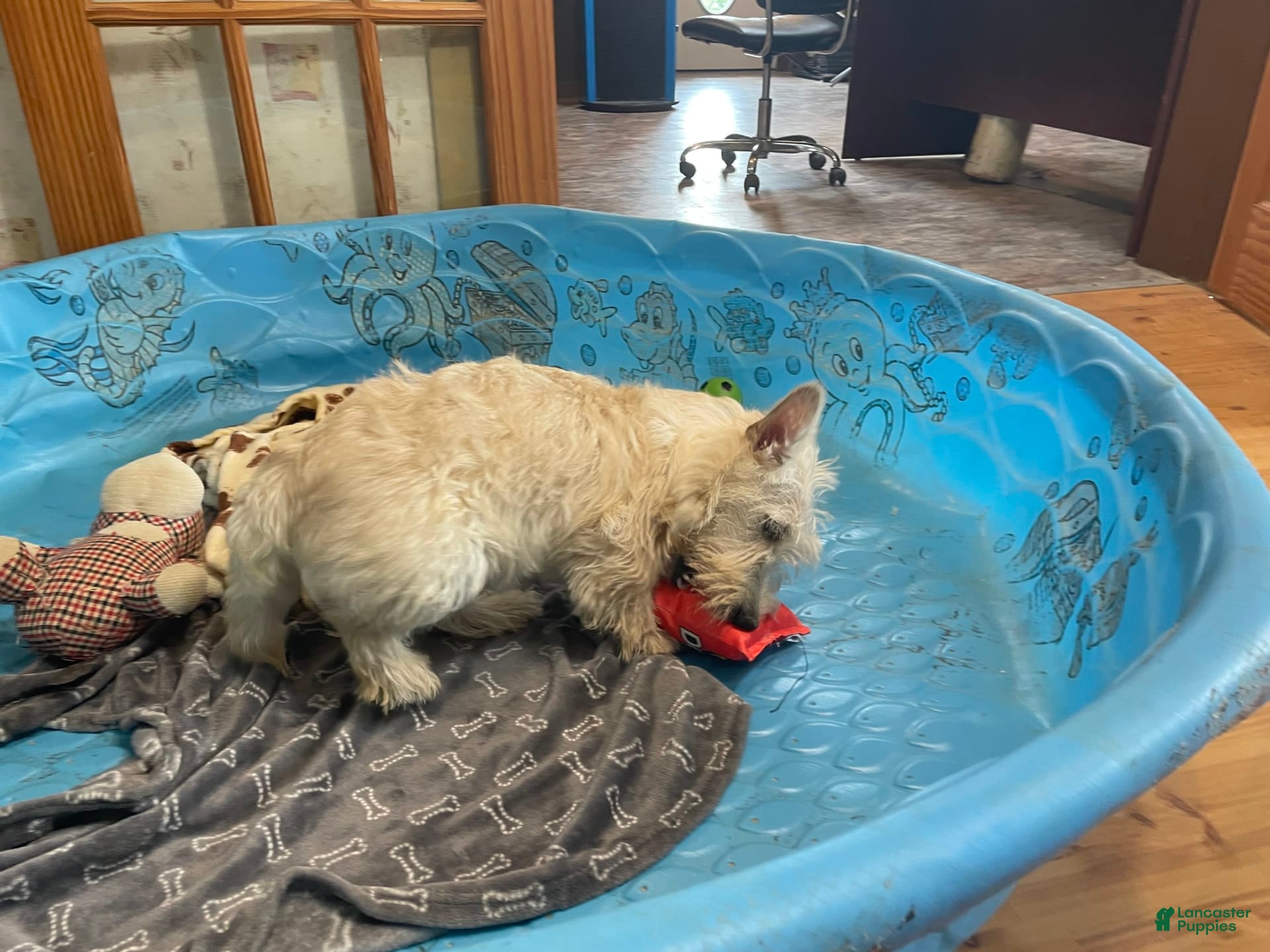 Scottish Terrier dogs Sherman - Ad 2