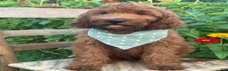 Irish Doodle dogs for sale: Franklin - Ad 8