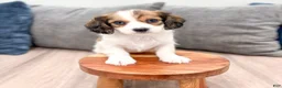Cavachon dogs for sale: Jasmine - Ad 2