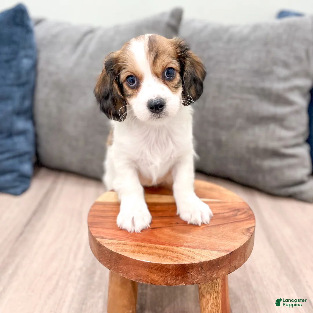 Cavachon dogs for sale: Jasmine - Ad 2