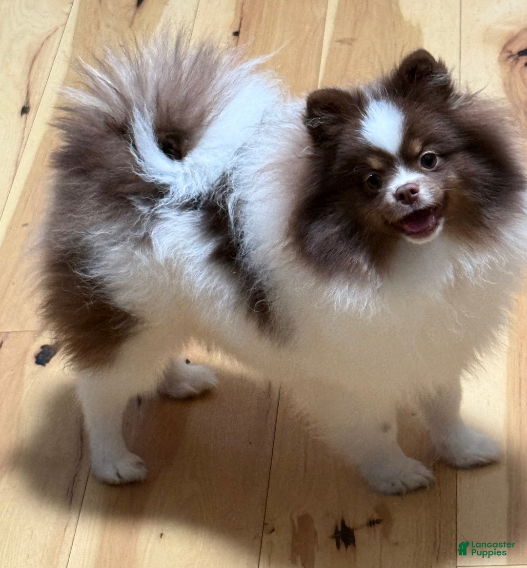 Pomeranian dogs for sale: Pomeranian Puppy 1 - Ad 6