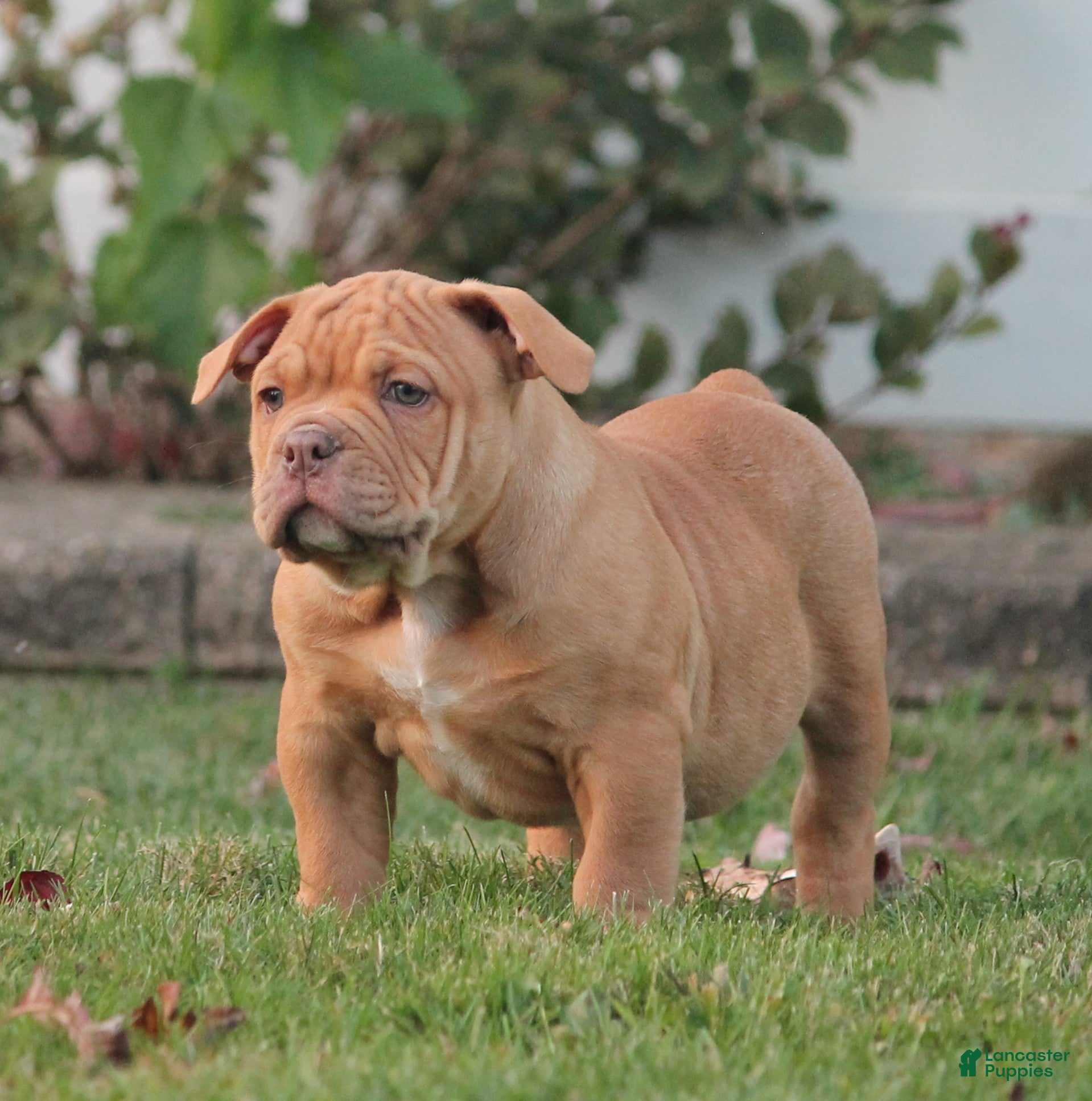 Olde English Bulldogge dogs for sale: Bluegates ARCHIE - Ad 1