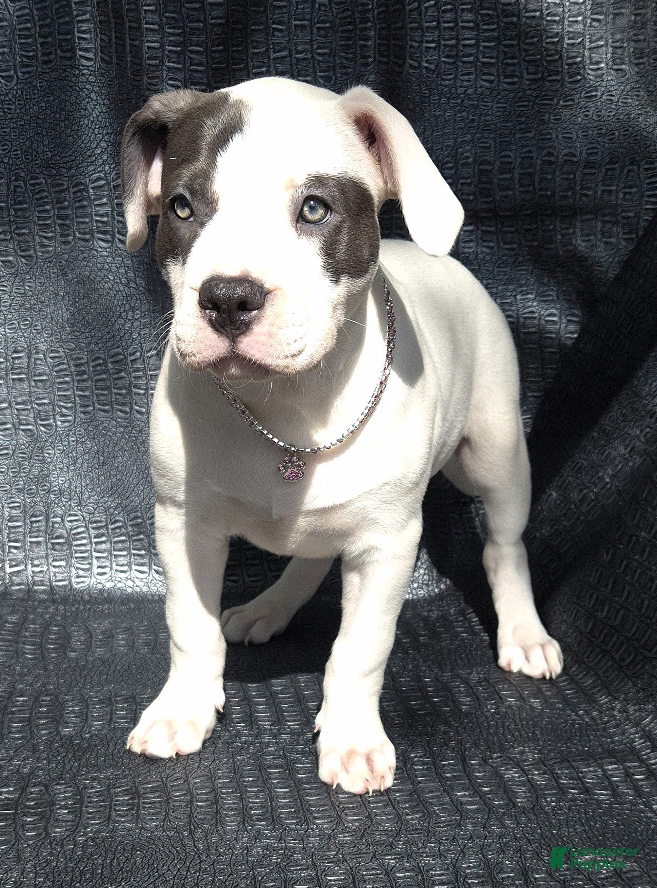 American Bully dogs SOFIA VERGARA - Ad 31
