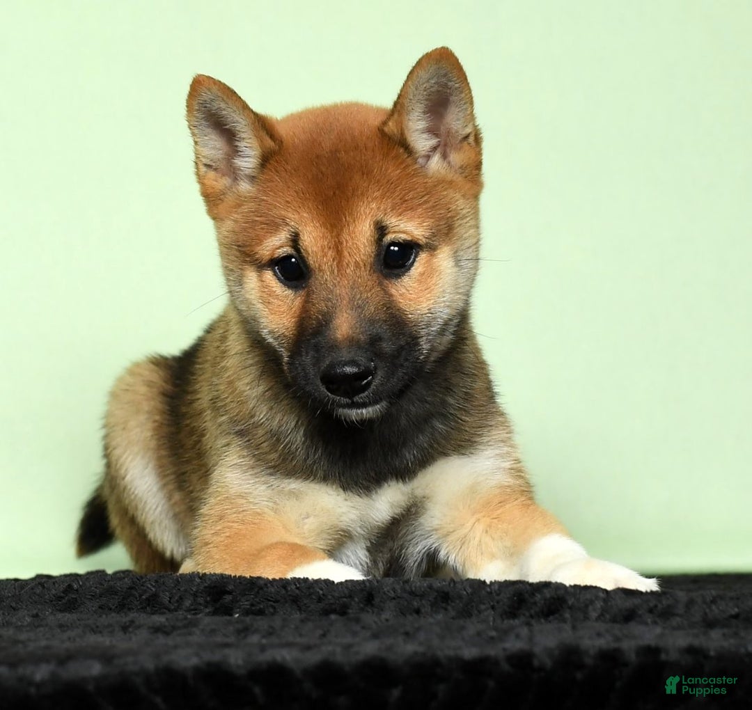 Shiba Inu dogs for sale: Whimsey - Ad 11