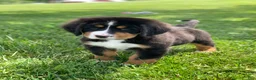 Bernese Mountain Dog dogs for sale: Pluto - Ad 12