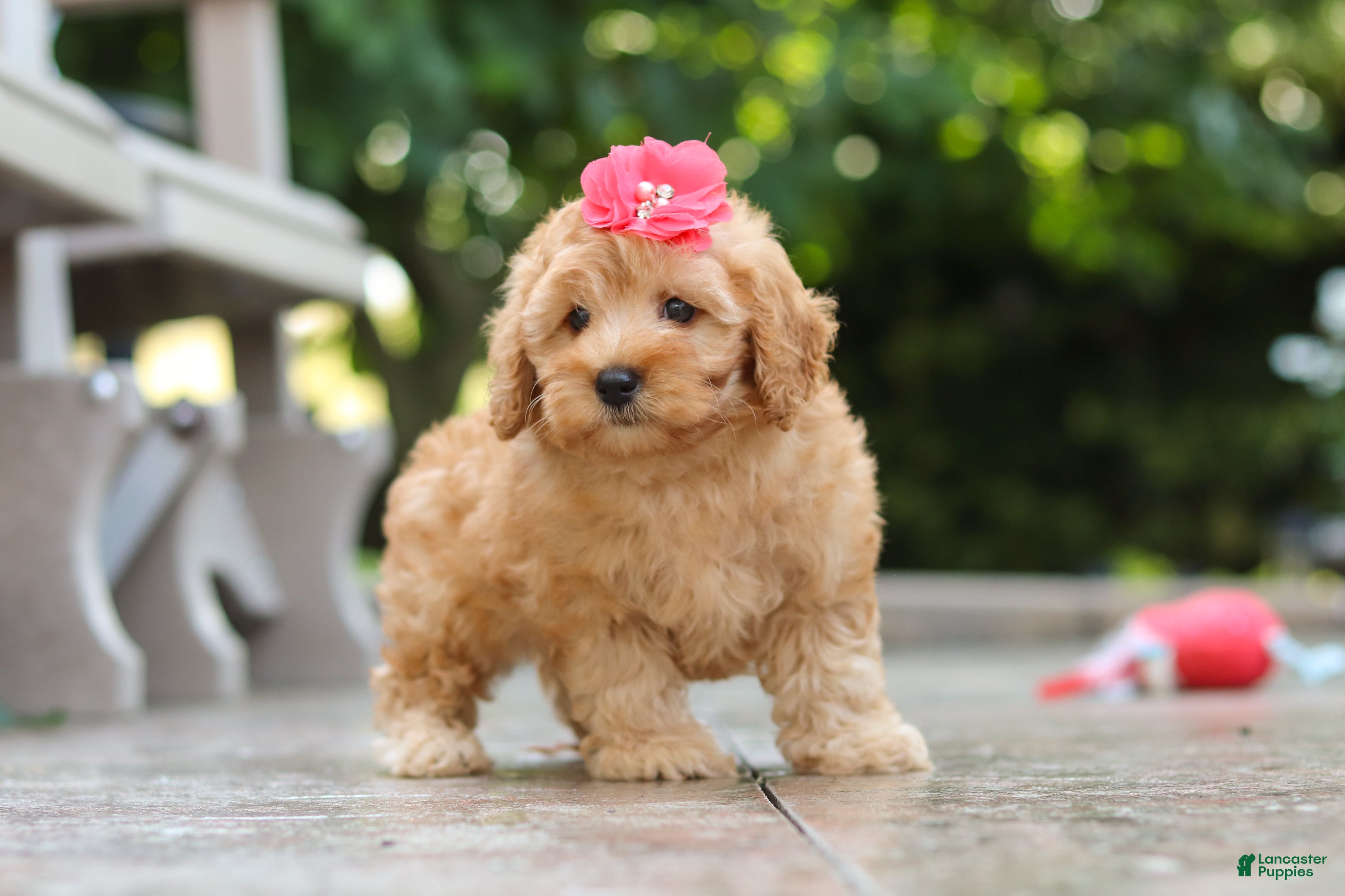 Schnoodle dogs Nora - Ad 1