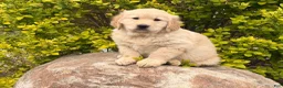 Golden Retriever dogs for sale: Mike - Ad 6
