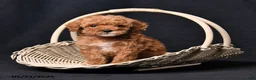 Toy Poodle dogs for sale: Tiny Crystal - Ad 3