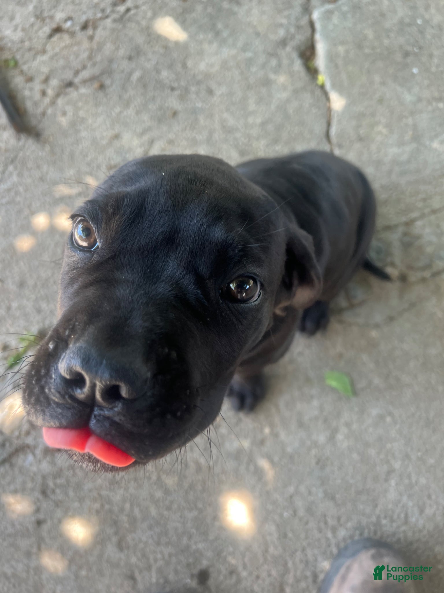 Cane Corso dogs Cane Corso Puppy 1 - Ad 5