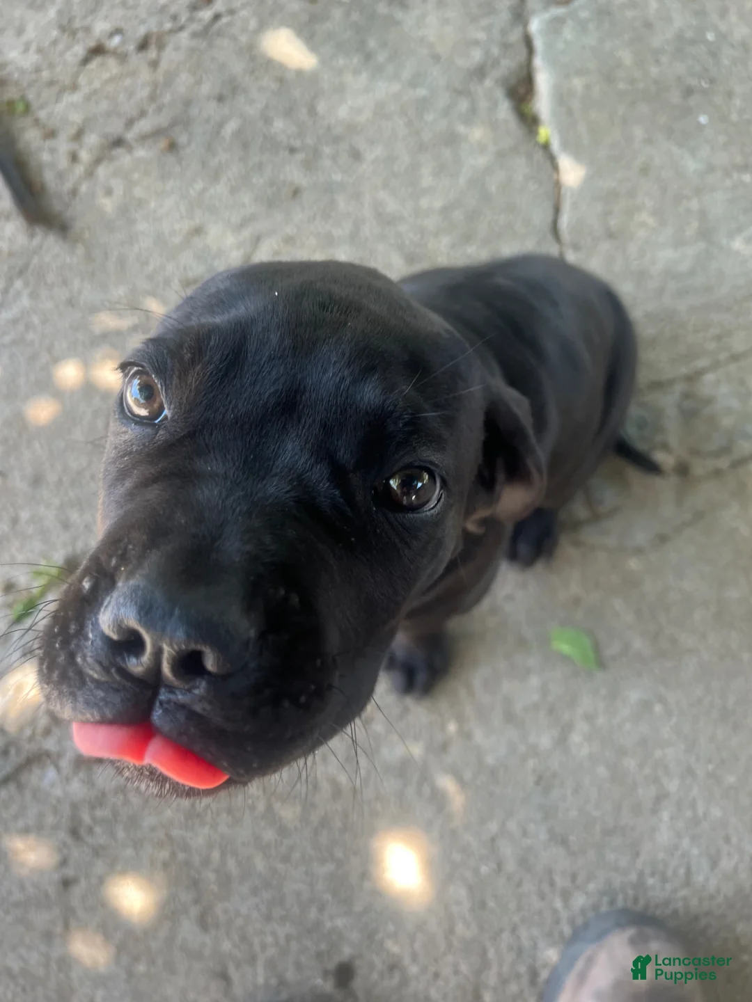 Cane Corso dogs for sale: Cane Corso Puppy 1 - Ad 1