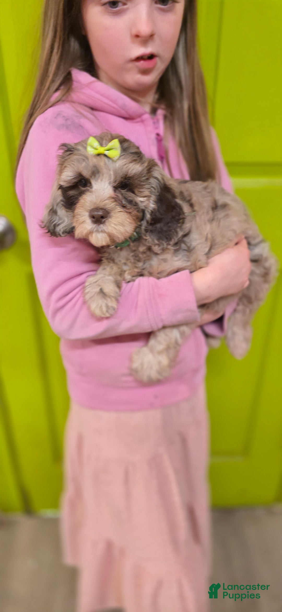 Mixed Breed dogs for sale: Prudence - Ad 1