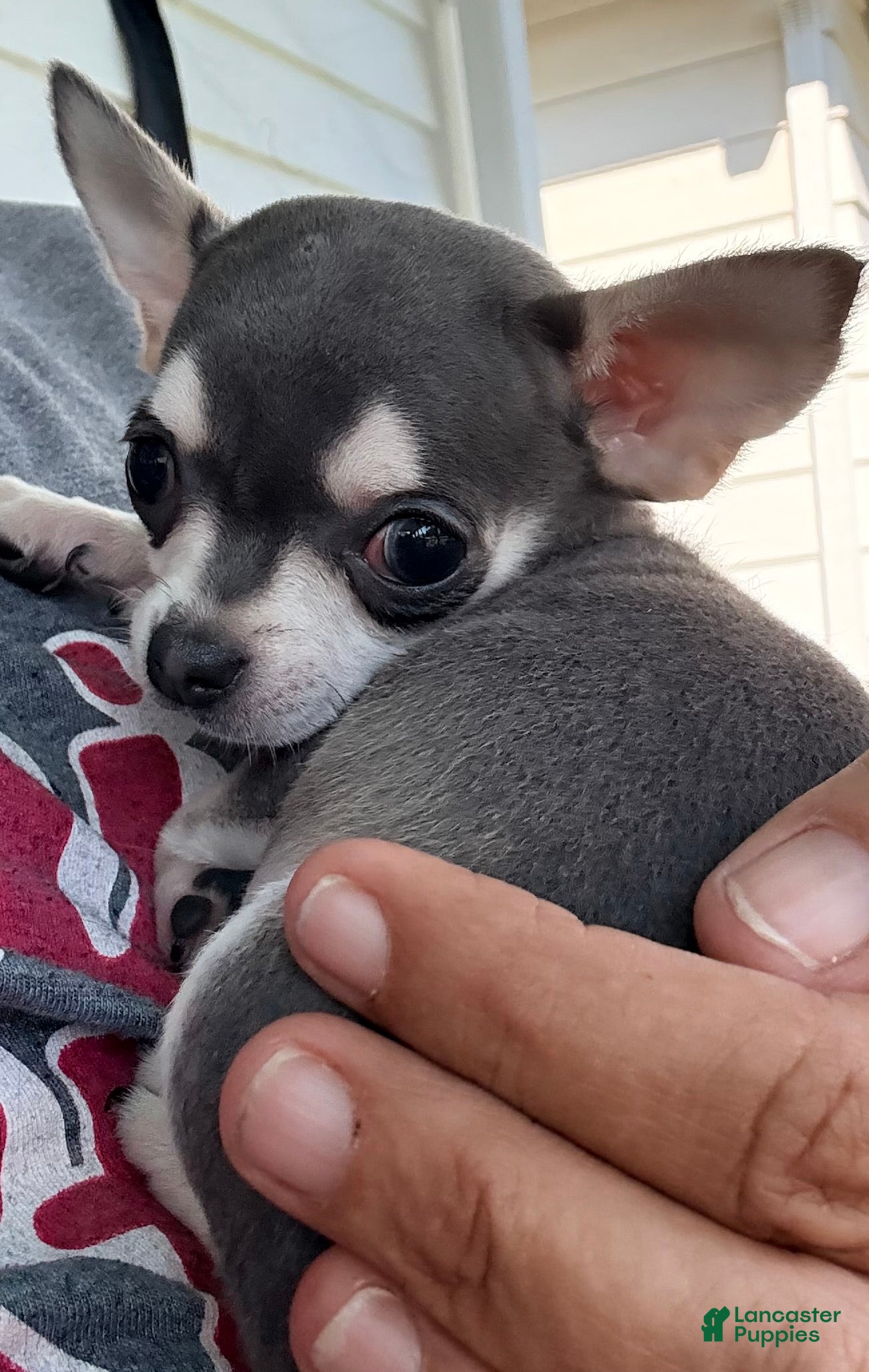 Chihuahua dogs Tiny Tim  - Ad 2
