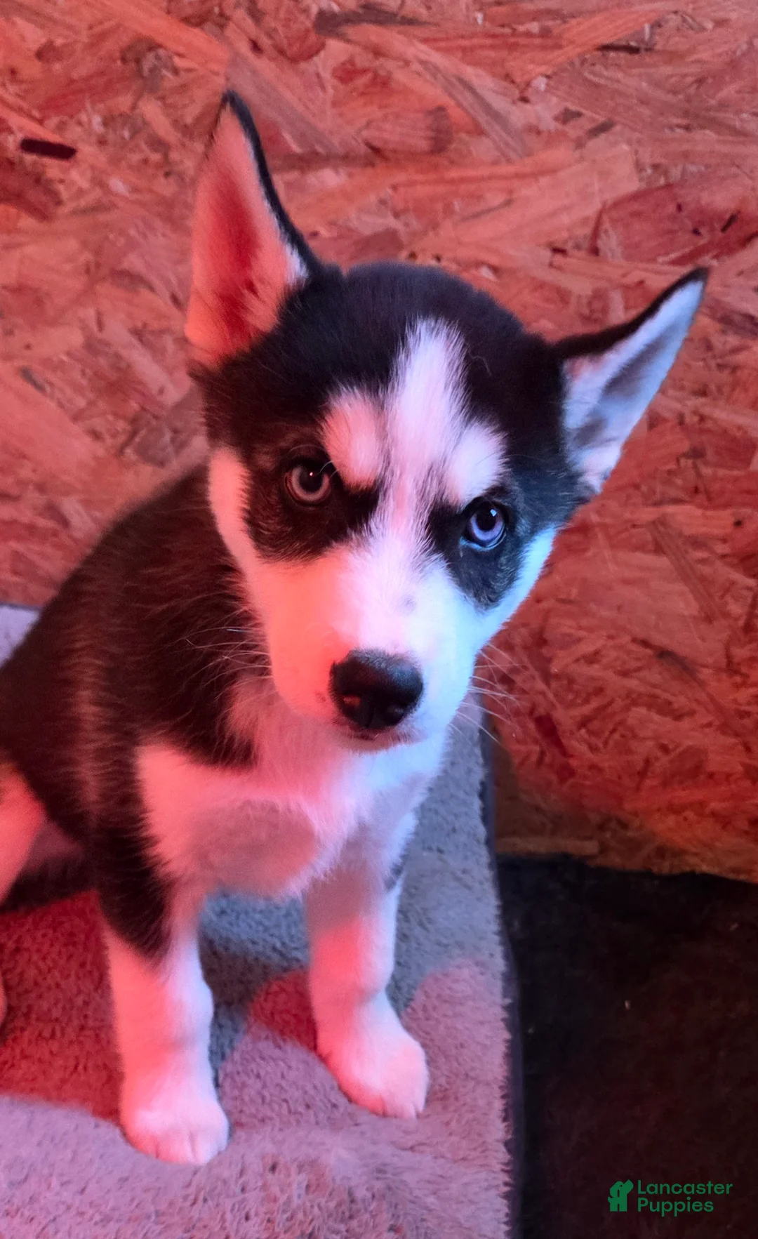 Siberian Husky dogs for sale: Siberian Husky Puppy 2 - Ad 2