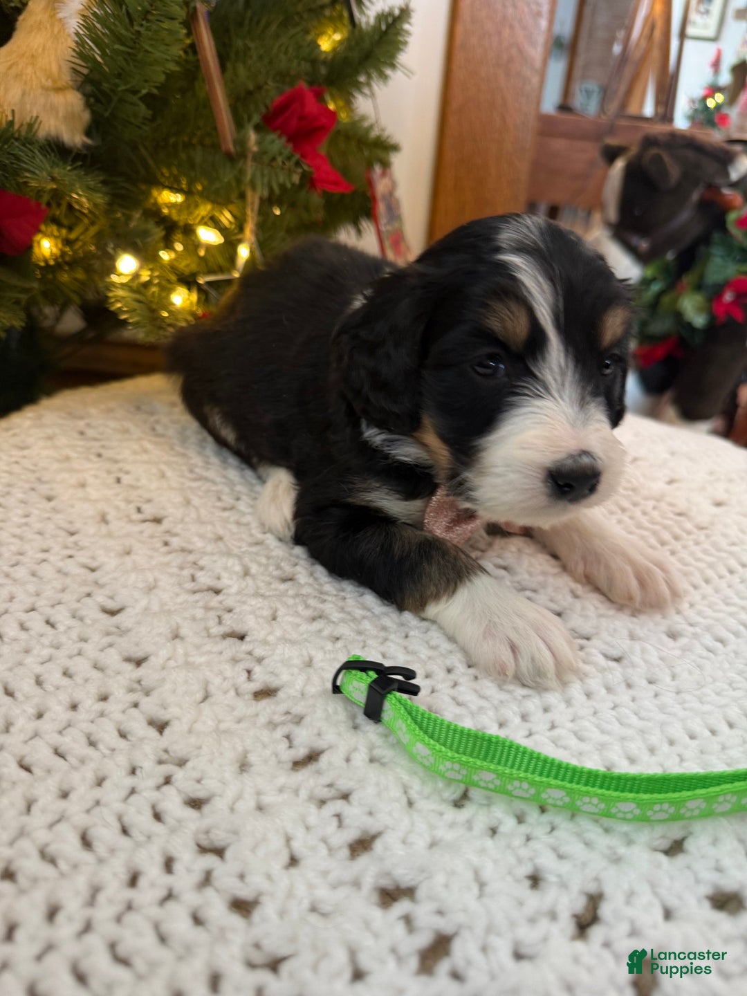 Mixed Breed dogs for sale: Fullerton - Ad 5