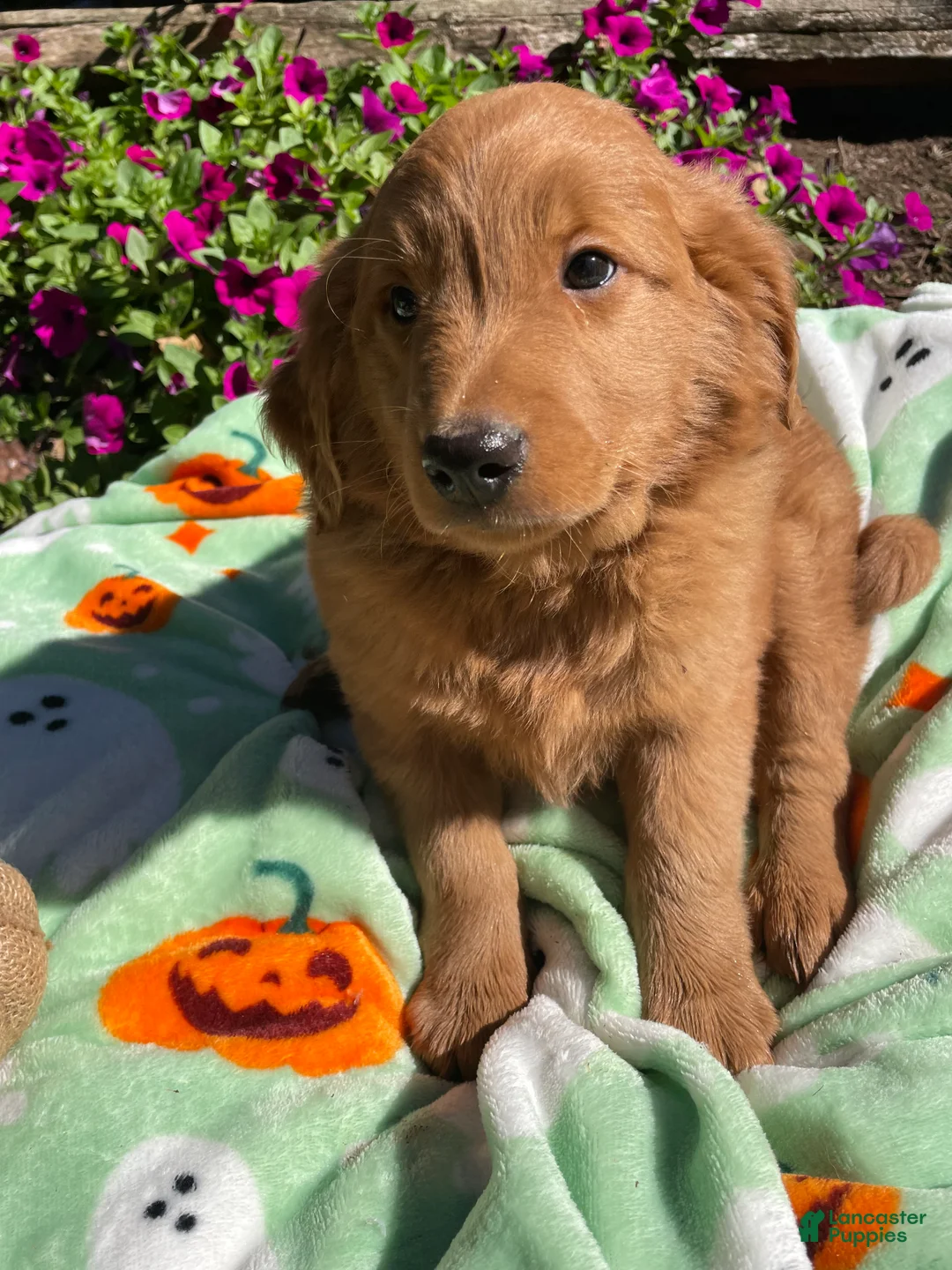 Goldendoodle dogs for sale: Arnold - Ad 2