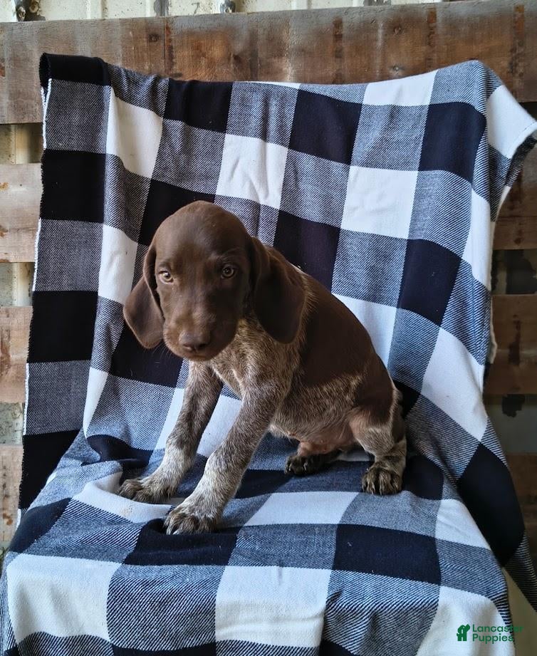 German Shorthaired Pointer dogs Judge - Ad 2