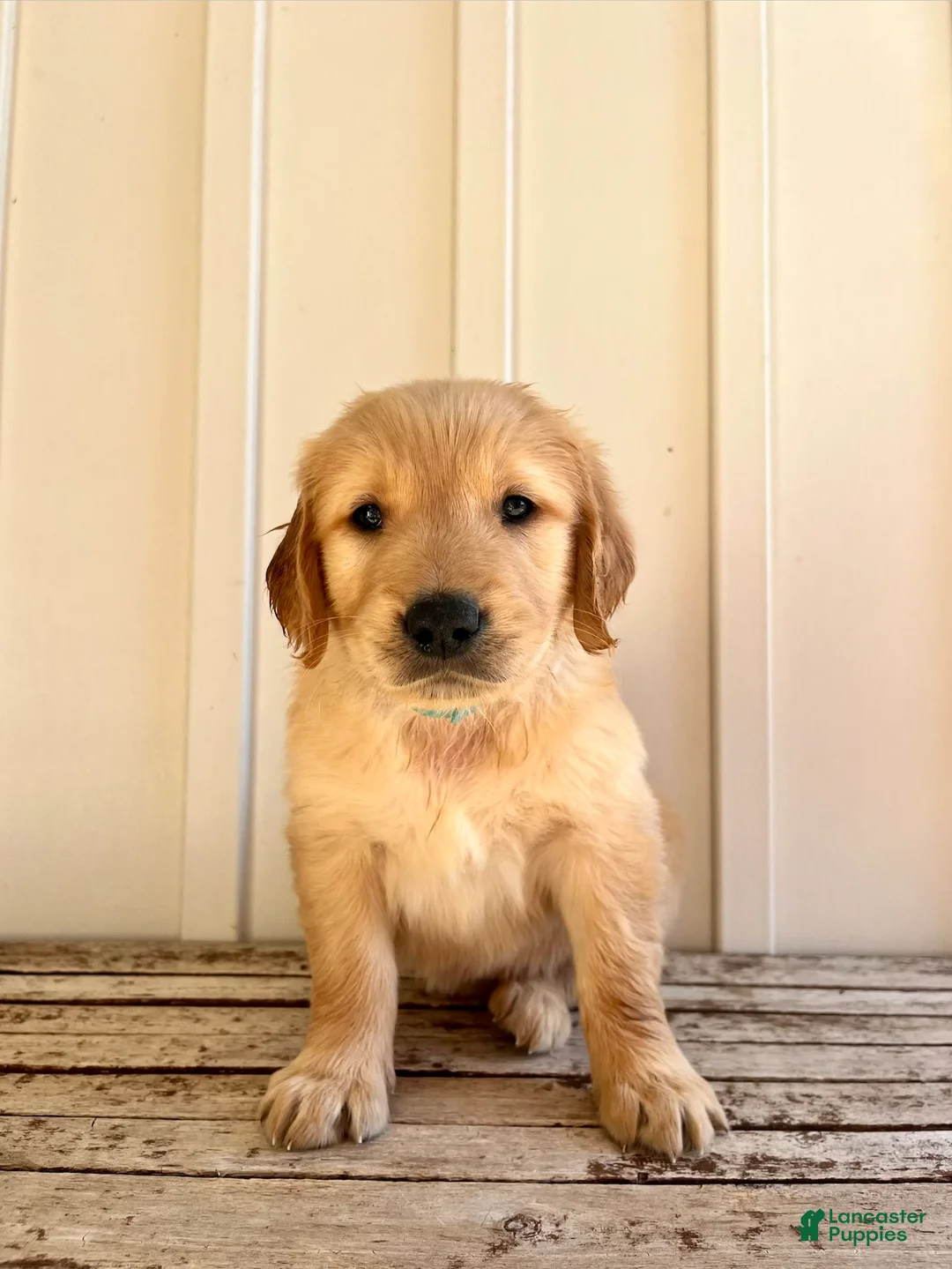 Golden Retriever dogs for sale: Teal Girl - Ad 1