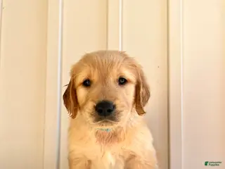 Golden Retriever dogs Teal Girl - Ad 7