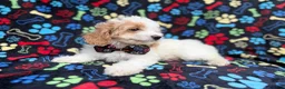 Cockapoo dogs for sale: Larry - Ad 6