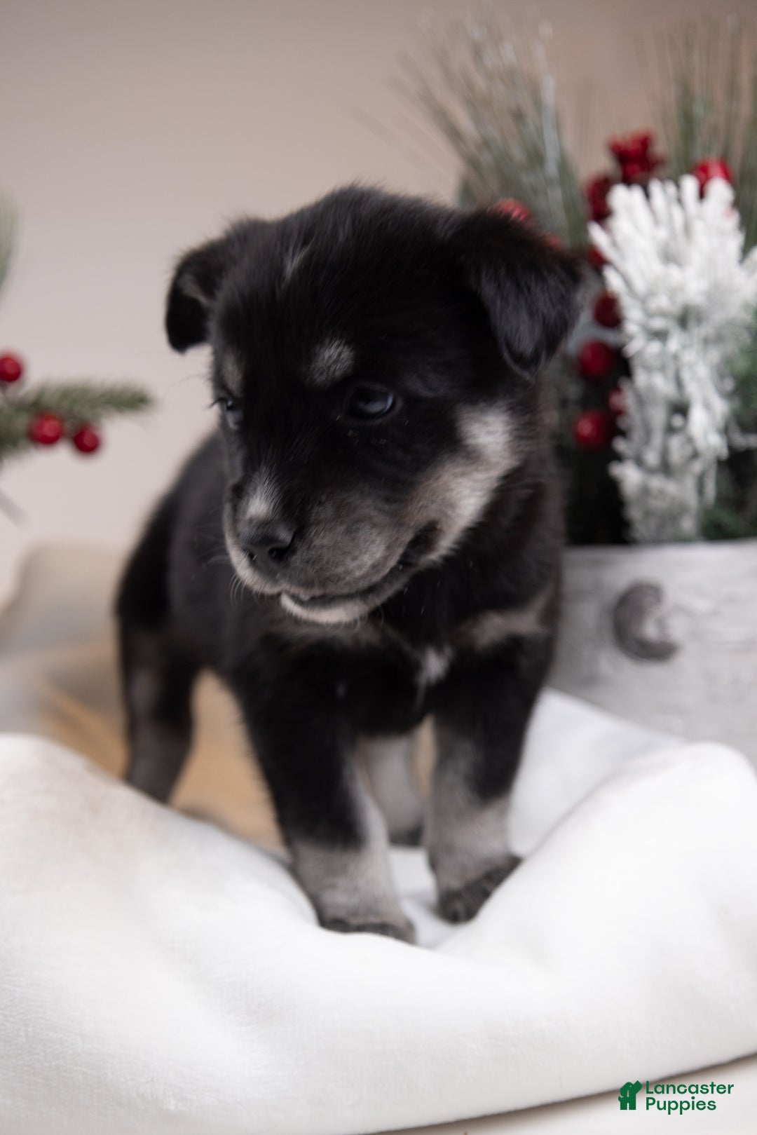 Goberian dogs for sale: Bear - Ad 30