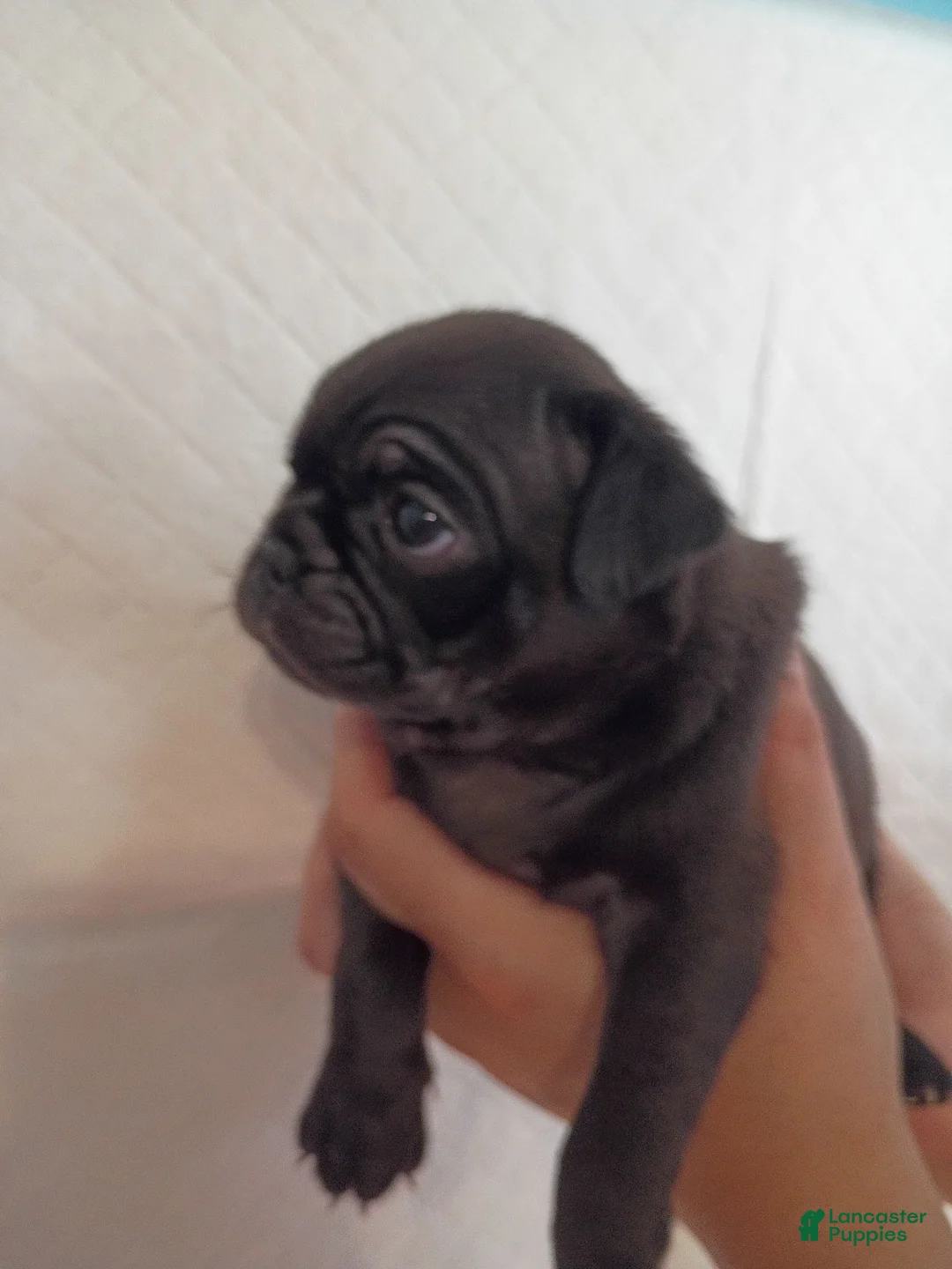 Pug dogs for sale: Pug 1 - Ad 2