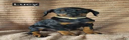 Doberman Pinscher dogs for sale: Lucy - Ad 6