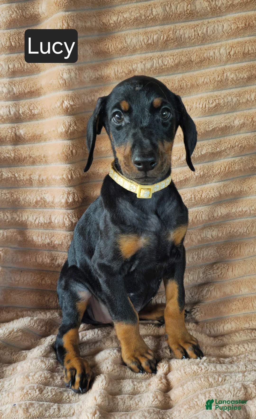 Doberman Pinscher dogs for sale: Lucy - Ad 6