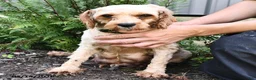 Cavapoo dogs for sale: Rover  - Ad 5