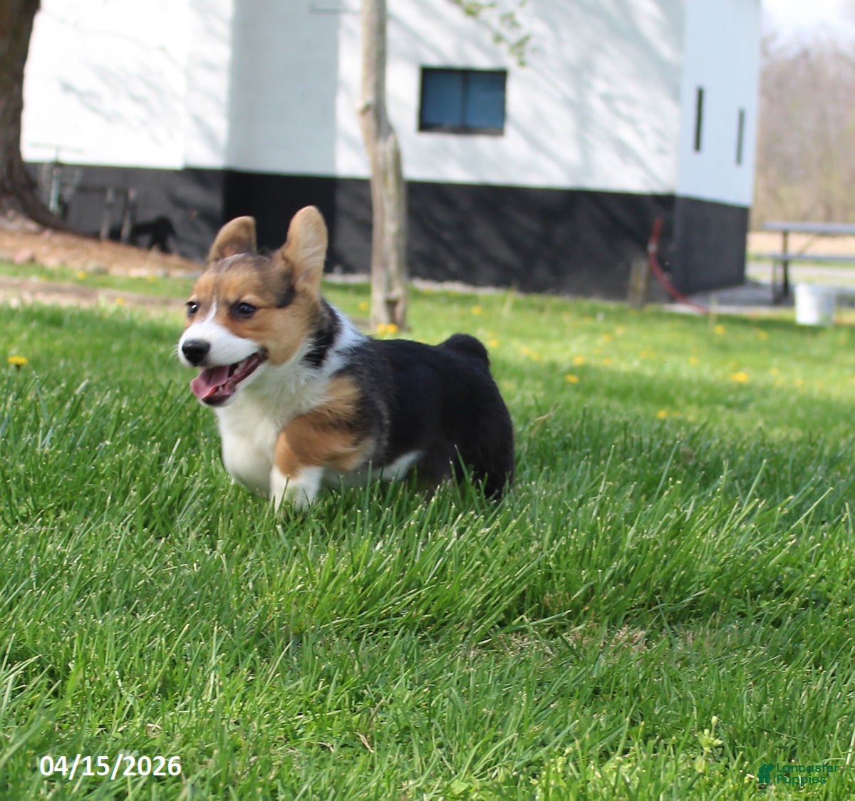 Welsh Corgi Pembroke dogs Cindy - Ad 2