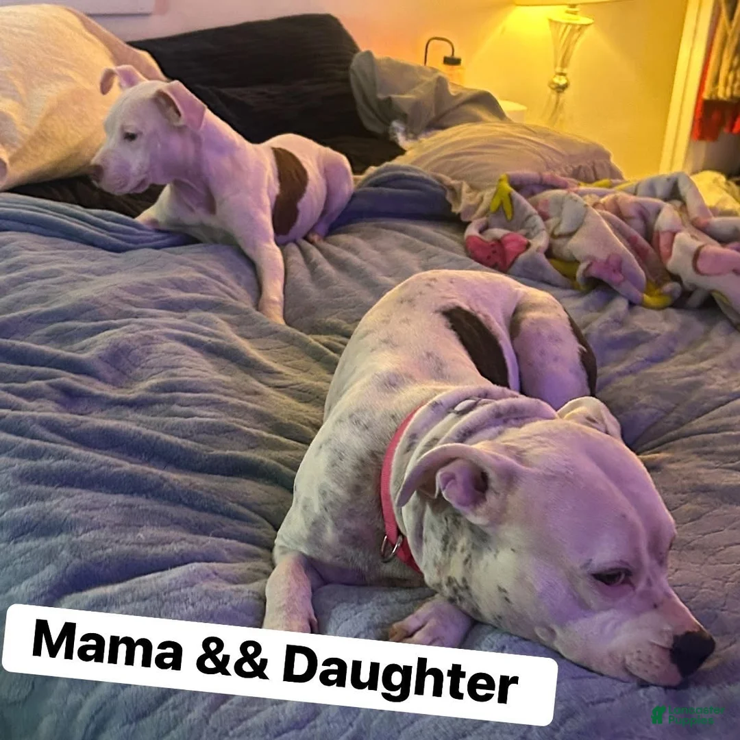 American Bully dogs for sale: American Bully 1 - Ad 7