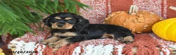 Cocker Spaniel dogs for sale: Lincoln - Ad 3