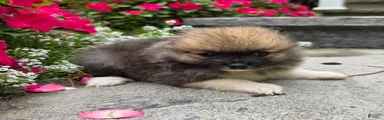 Sable-Tri color