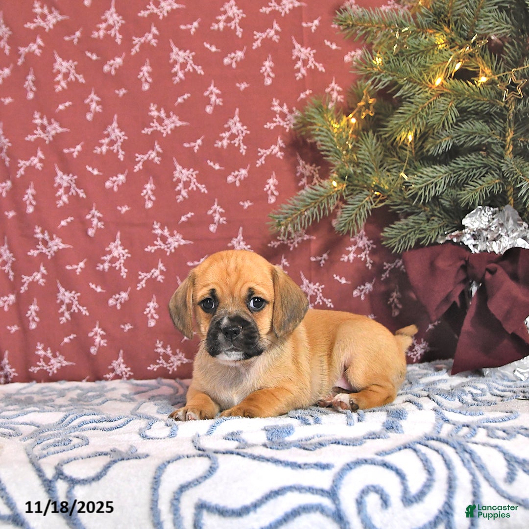 Puggle dogs for sale: Joey - Ad 1
