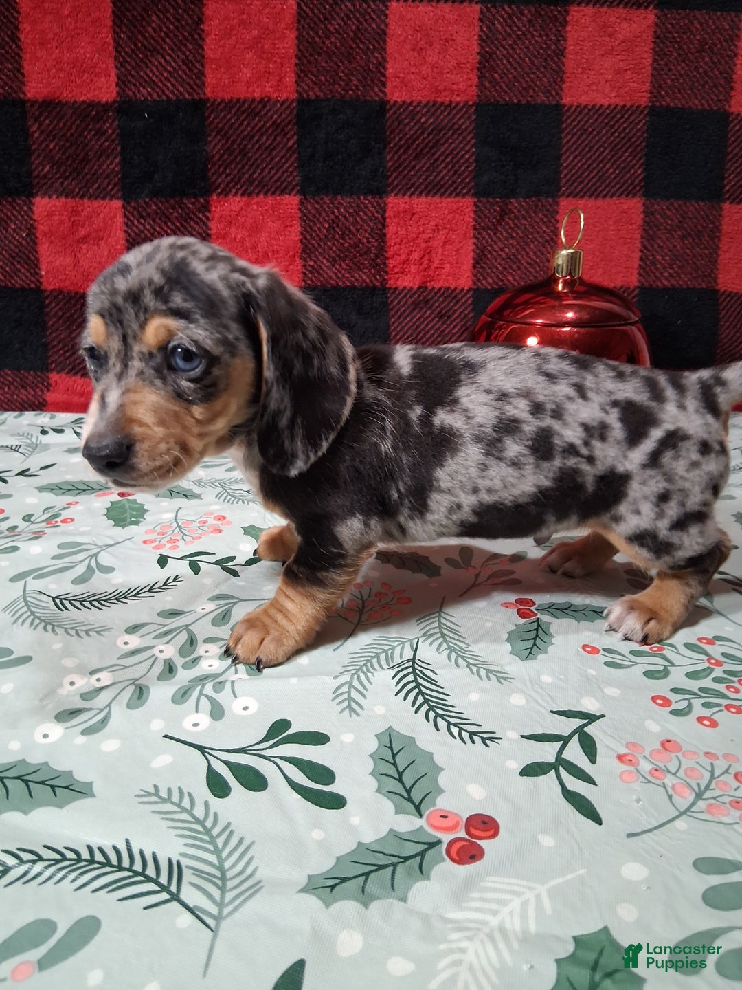Miniature Dachshund dogs for sale: Skittles - Ad 4