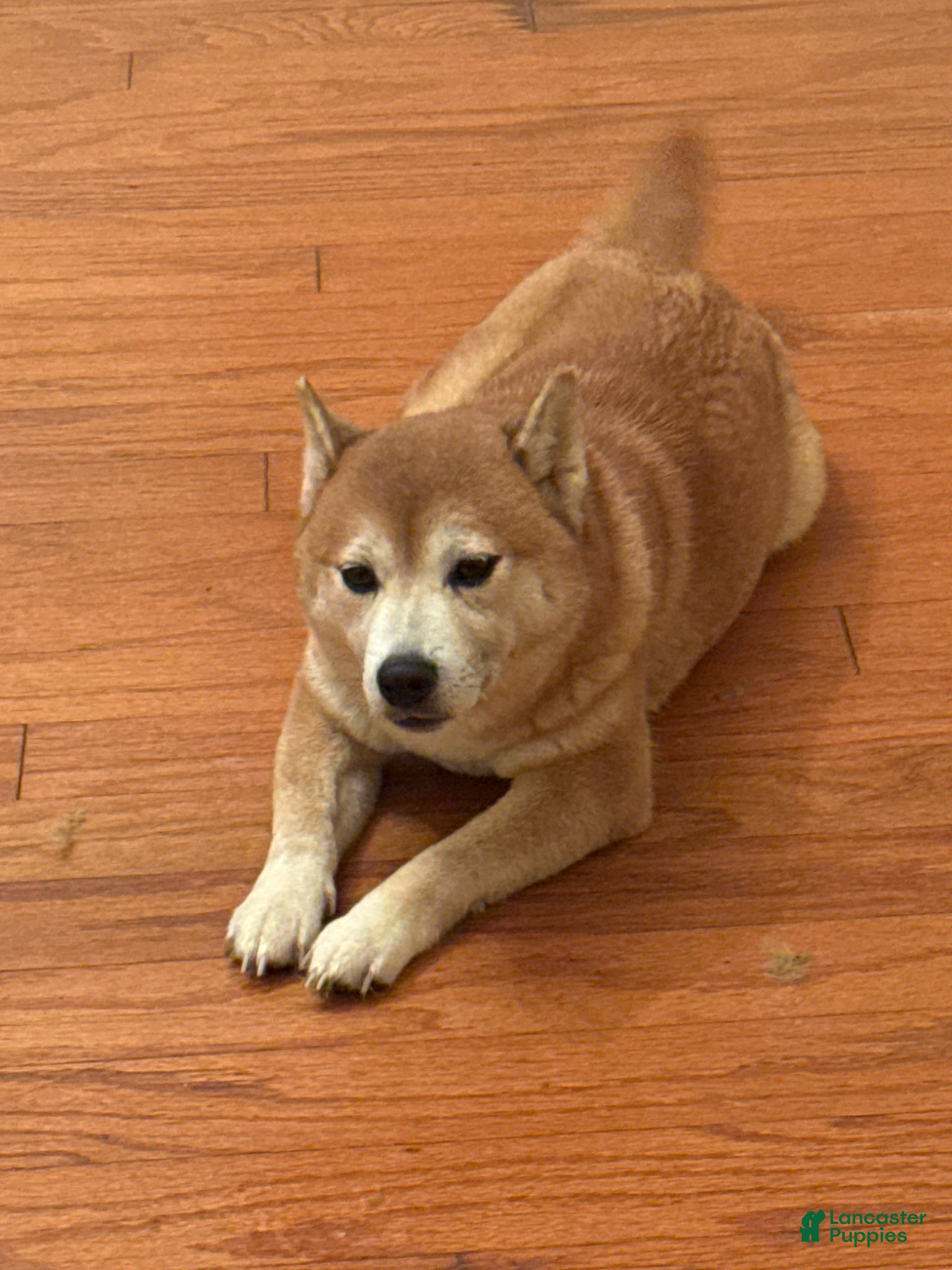 Shiba Inu dogs Shiba Inu Puppy 2 - Ad 2