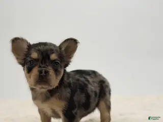 French Bulldog dogs 🐶 Meet Chanel – AKC Fluffy Female French Bulldog (Rare Coat) - Ad 41