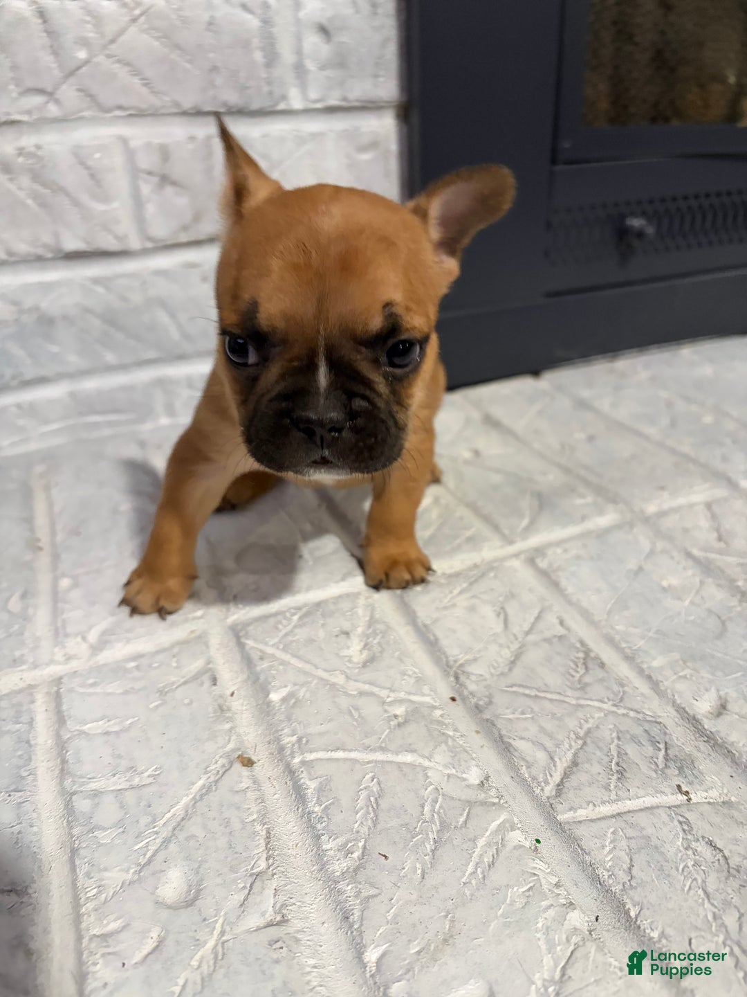 French Bulldog dogs for sale: Hershey - Ad 2